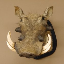 Warzenschwein Keiler Kopf Präparat Hauerlänge max. 16,5 cm Schwein Afrika Trophäe Warze 95.11.17