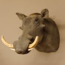 Warzenschwein Keiler Kopf Präparat Hauerlänge max. 24 cm Schwein Afrika Trophäe Warze 95.11.18