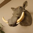 Warzenschwein Keiler Kopf Präparat Hauerlänge max. 24 cm Schwein Afrika Trophäe Warze 95.11.18