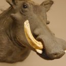 Warzenschwein Keiler Kopf Präparat Hauerlänge max. 24 cm Schwein Afrika Trophäe Warze 95.11.18