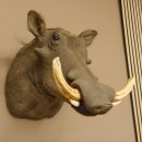 Warzenschwein Keiler Kopf Präparat Hauerlänge max. 24 cm Schwein Afrika Trophäe Warze 95.11.18