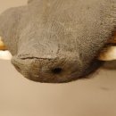 Warzenschwein Keiler Kopf Präparat Hauerlänge max. 24 cm Schwein Afrika Trophäe Warze 95.11.18