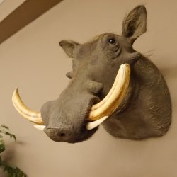 Warzenschwein Keiler Kopf Präparat Hauerlänge max. 24 cm Schwein Afrika Trophäe Warze 95.11.18