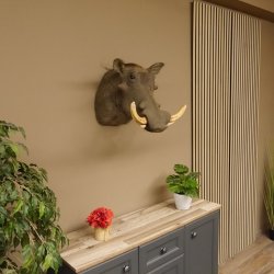 Warzenschwein Keiler Kopf Präparat Hauerlänge max. 24 cm Schwein Afrika Trophäe Warze 95.11.18