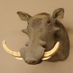 Warzenschwein Keiler Kopf Präparat Hauerlänge max. 24 cm Schwein Afrika Trophäe Warze 95.11.18