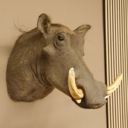 Warzenschwein Keiler Kopf Präparat Hauerlänge max. 24 cm Schwein Afrika Trophäe Warze 95.11.18