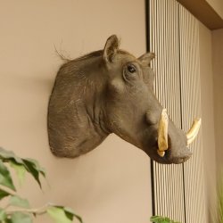 Warzenschwein Keiler Kopf Präparat Hauerlänge max. 24 cm Schwein Afrika Trophäe Warze 95.11.18