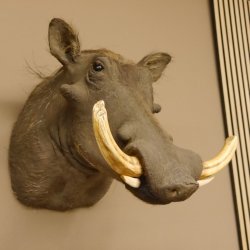 Warzenschwein Keiler Kopf Präparat Hauerlänge max. 24 cm Schwein Afrika Trophäe Warze 95.11.18