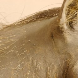 Warzenschwein Keiler Kopf Präparat Hauerlänge max. 24 cm Schwein Afrika Trophäe Warze 95.11.18