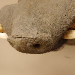 Warzenschwein Keiler Kopf Präparat Hauerlänge max. 24 cm Schwein Afrika Trophäe Warze 95.11.18