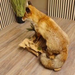 Fuchs Rotfuchs Präparat Tierpräparat sitzend auf Wurzel Tiertrophäe 89.8.157
