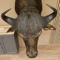 Kaffernbüffel riesiges kapitales Büffel Breite 93 cm Kopf Präparat Kopfpräparat Geweih Trophäe Spannweite 91 cm