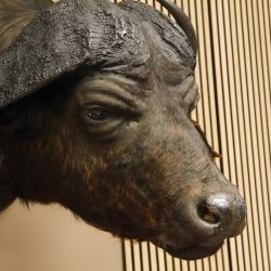 Kaffernbüffel riesiges kapitales Büffel Breite 93 cm Kopf Präparat Kopfpräparat Geweih Trophäe Spannweite 91 cm