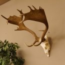 Damhirsch Geweih Hirsch Hirschgeweih Dam Höhe 61 cm 72.459