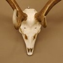 Damhirsch Geweih Hirsch Hirschgeweih Dam Höhe 61 cm 72.459