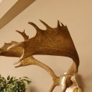 Damhirsch Geweih Hirsch Hirschgeweih Dam Höhe 61 cm 72.459