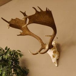 Damhirsch Geweih Hirsch Hirschgeweih Dam Höhe 61 cm 72.459