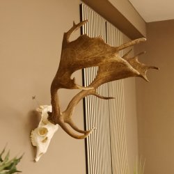 Damhirsch Geweih Hirsch Hirschgeweih Dam Höhe 61 cm 72.459