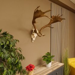Damhirsch Geweih Hirsch Hirschgeweih Dam Höhe 61 cm 72.459