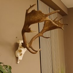 Damhirsch Geweih Hirsch Hirschgeweih Dam Höhe 61 cm 72.459
