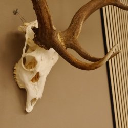 Damhirsch Geweih Hirsch Hirschgeweih Dam Höhe 61 cm 72.459