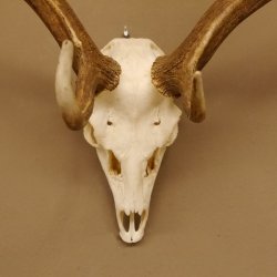Damhirsch Geweih Hirsch Hirschgeweih Dam Höhe 61 cm 72.459