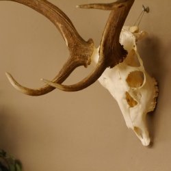Damhirsch Geweih Hirsch Hirschgeweih Dam Höhe 61 cm 72.459