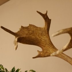 Damhirsch Geweih Hirsch Hirschgeweih Dam Höhe 61 cm 72.459