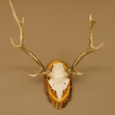 Sikahirsch Geweih Höhe 46 cm Stangen Hirschgeweih Hirsch Baumscheibe Akazie