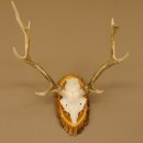Sikahirsch Geweih Höhe 46 cm Stangen Hirschgeweih Hirsch Baumscheibe Akazie