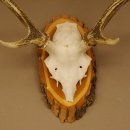 Sikahirsch Geweih Höhe 46 cm Stangen Hirschgeweih Hirsch Baumscheibe Akazie