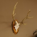 Sikahirsch Geweih Höhe 46 cm Stangen Hirschgeweih Hirsch Baumscheibe Akazie