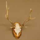 Sikahirsch Geweih Höhe 46 cm Stangen Hirschgeweih Hirsch Baumscheibe Akazie