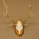 Sikahirsch Geweih Höhe 46 cm Stangen Hirschgeweih Hirsch Baumscheibe Akazie