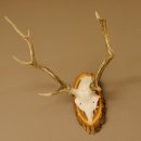 Sikahirsch Geweih Höhe 46 cm Stangen Hirschgeweih Hirsch Baumscheibe Akazie