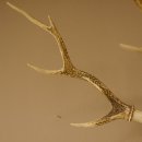 Sikahirsch Geweih Höhe 46 cm Stangen Hirschgeweih Hirsch Baumscheibe Akazie