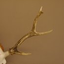 Sikahirsch Geweih Höhe 46 cm Stangen Hirschgeweih Hirsch Baumscheibe Akazie