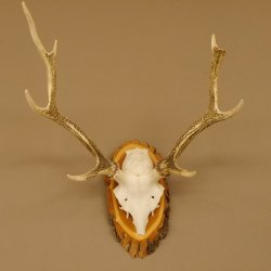 Sikahirsch Geweih Höhe 46 cm Stangen Hirschgeweih Hirsch Baumscheibe Akazie