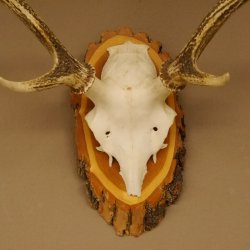 Sikahirsch Geweih Höhe 46 cm Stangen Hirschgeweih Hirsch Baumscheibe Akazie