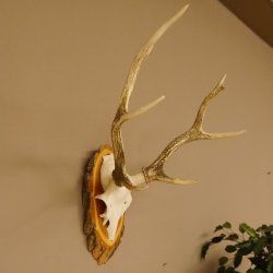 Sikahirsch Geweih Höhe 46 cm Stangen Hirschgeweih Hirsch Baumscheibe Akazie