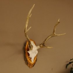 Sikahirsch Geweih Höhe 46 cm Stangen Hirschgeweih Hirsch Baumscheibe Akazie