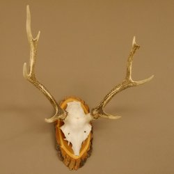 Sikahirsch Geweih Höhe 46 cm Stangen Hirschgeweih Hirsch Baumscheibe Akazie