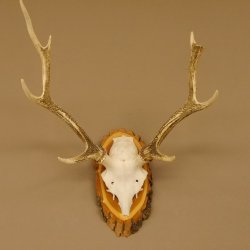 Sikahirsch Geweih Höhe 46 cm Stangen Hirschgeweih Hirsch Baumscheibe Akazie