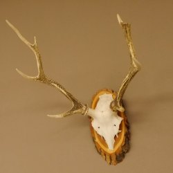 Sikahirsch Geweih Höhe 46 cm Stangen Hirschgeweih Hirsch Baumscheibe Akazie