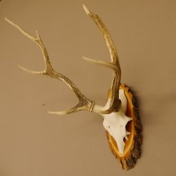 Sikahirsch Geweih Höhe 46 cm Stangen Hirschgeweih Hirsch Baumscheibe Akazie
