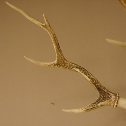 Sikahirsch Geweih Höhe 46 cm Stangen Hirschgeweih Hirsch Baumscheibe Akazie