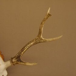 Sikahirsch Geweih Höhe 46 cm Stangen Hirschgeweih Hirsch Baumscheibe Akazie