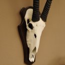 Oryx (Oryx gazella) Hornlänge 95 cm Antilope...