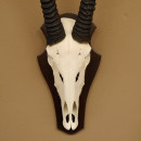 Oryx (Oryx gazella) Hornl&auml;nge 95 cm Antilope Spie&szlig;bock Afrika Sch&auml;deltroph&auml;e H&ouml;rner abnehmbar