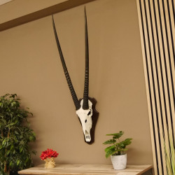 Oryx (Oryx gazella) Hornlänge 95 cm Antilope Spießbock Afrika Schädeltrophäe Hörner abnehmbar